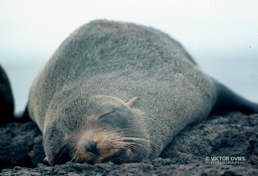 Foca de dos pelos